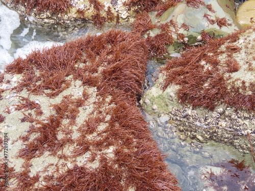海の岩場に生える赤いフクロフノリの海藻