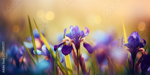 Beautiful iris flowers in the meadow. Spring background. Beautiful floral background for greeting card for Birthday, Mother's day, Wedding, Women's day, Spring Holiday
