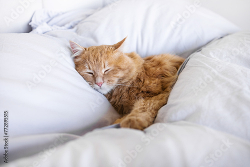 Cute ginger kitten sleep on white soft blanket. Cats rest napping on bed. Comfortable pets sleep at cozy home. Long web banner.