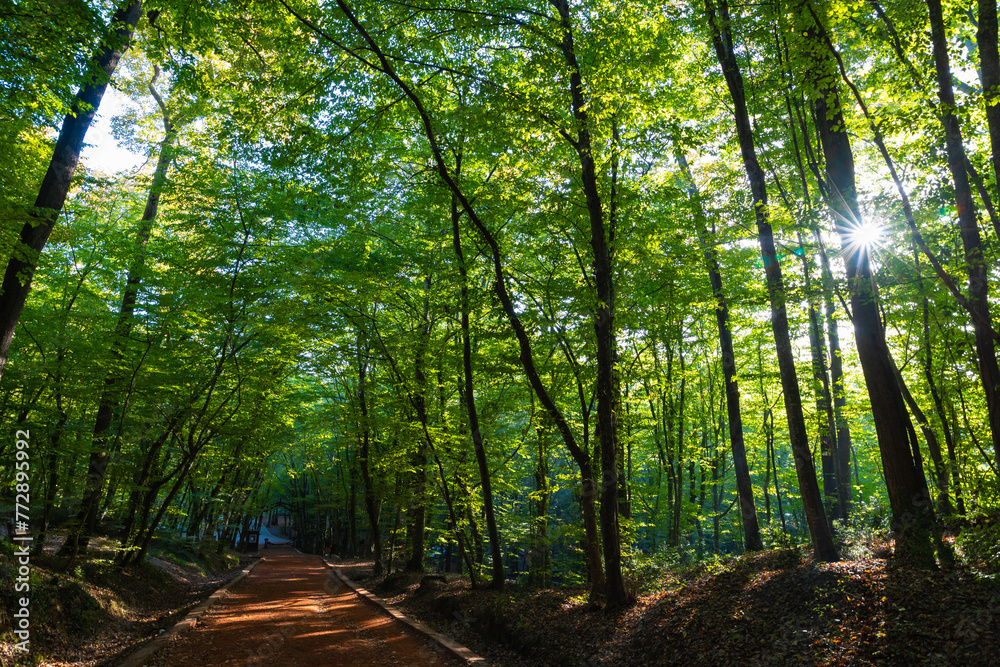 Jogging or running trail in the lush forest and direct sunlight Jogging or running trail in the lush forest and direct sunlight