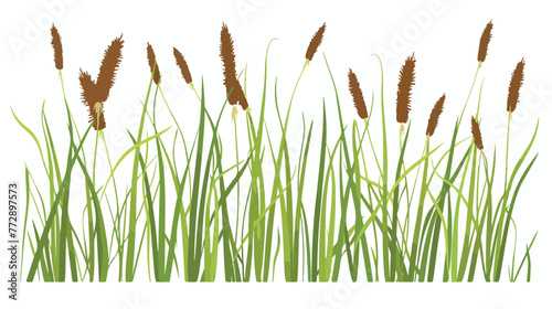 Cattail a wetland plants in a simple line with Flat vector