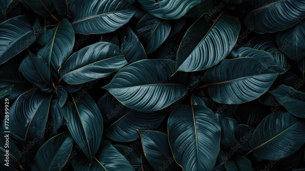 Tropical Plant Dark Foliage Texture Tropical Plant Dark Foliage Texture