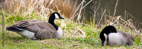 wild canada geese near a lake panorama