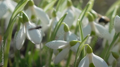 Wallpaper Mural Snowdrop pollinated by bee during early spring in forest. Snowdrops, flower, spring. White snowdrops bloom in garden, early spring, signaling end of winter. Slow motion, close up Torontodigital.ca