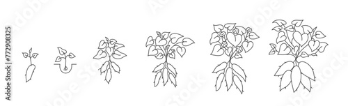 The sweet potato plant growth stages. Yams growing cycle. Harvest progression. Editable outline stroke. Vector line paths illustration.