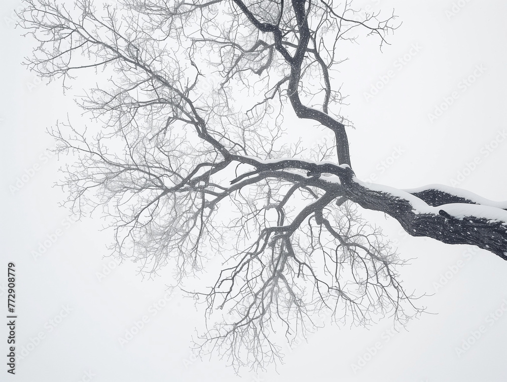 Fototapeta premium Branches of a tree