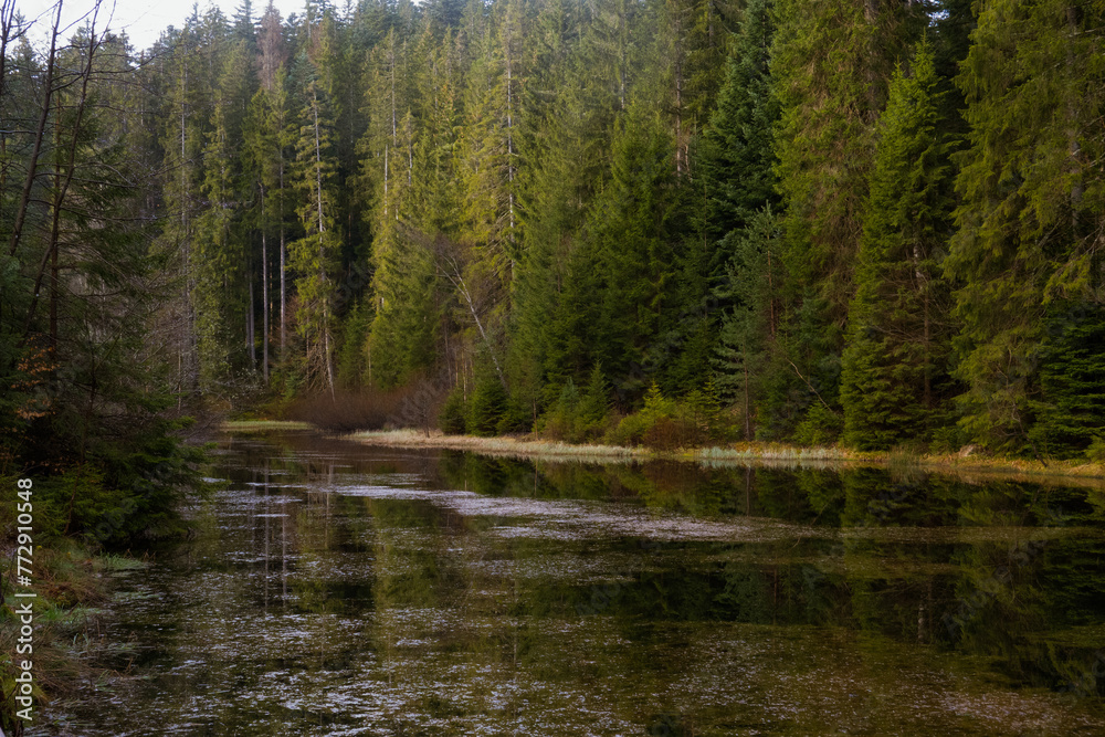 lake in the woods