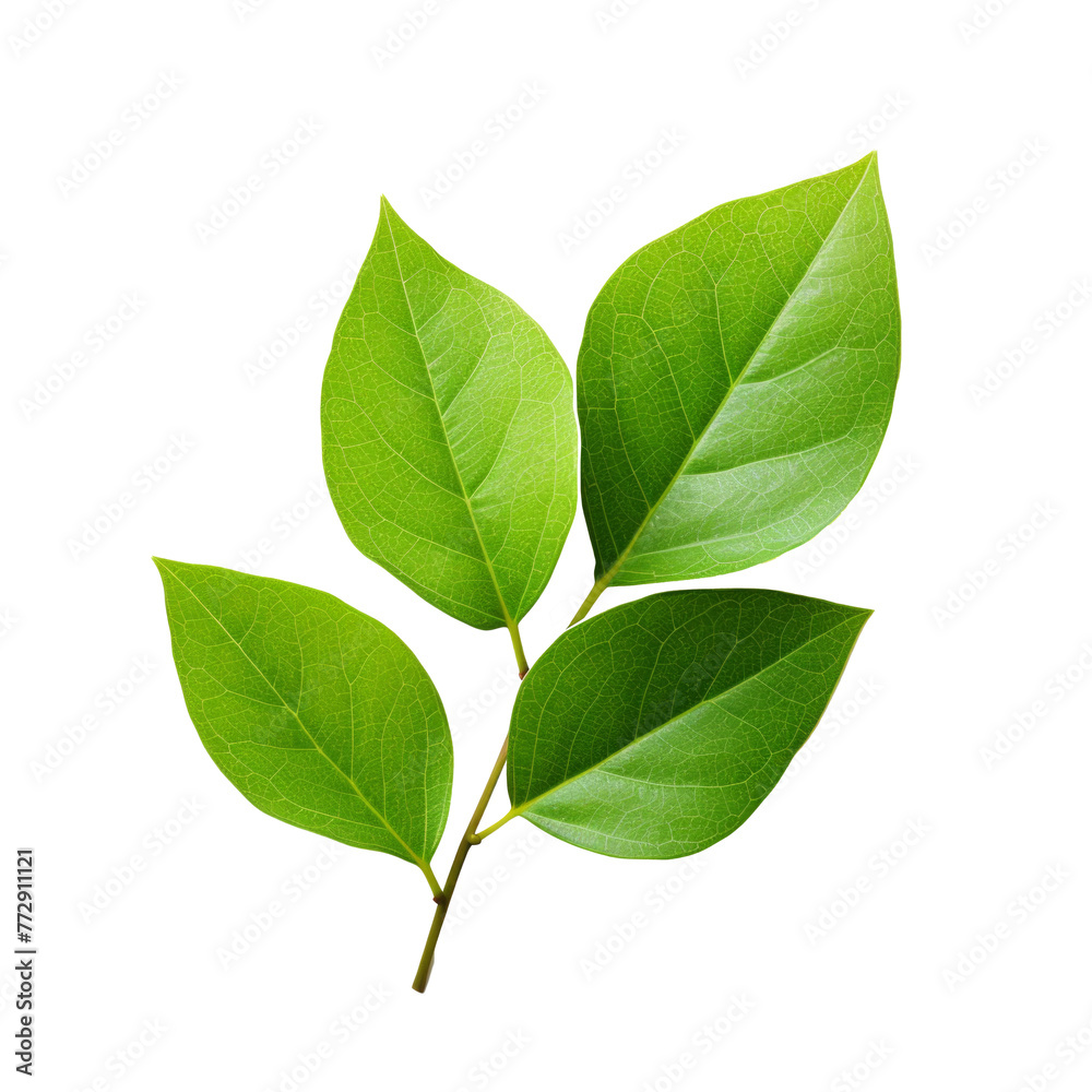 wet green leaves isolated on white background, top view wet green leaves isolated on white background, top view