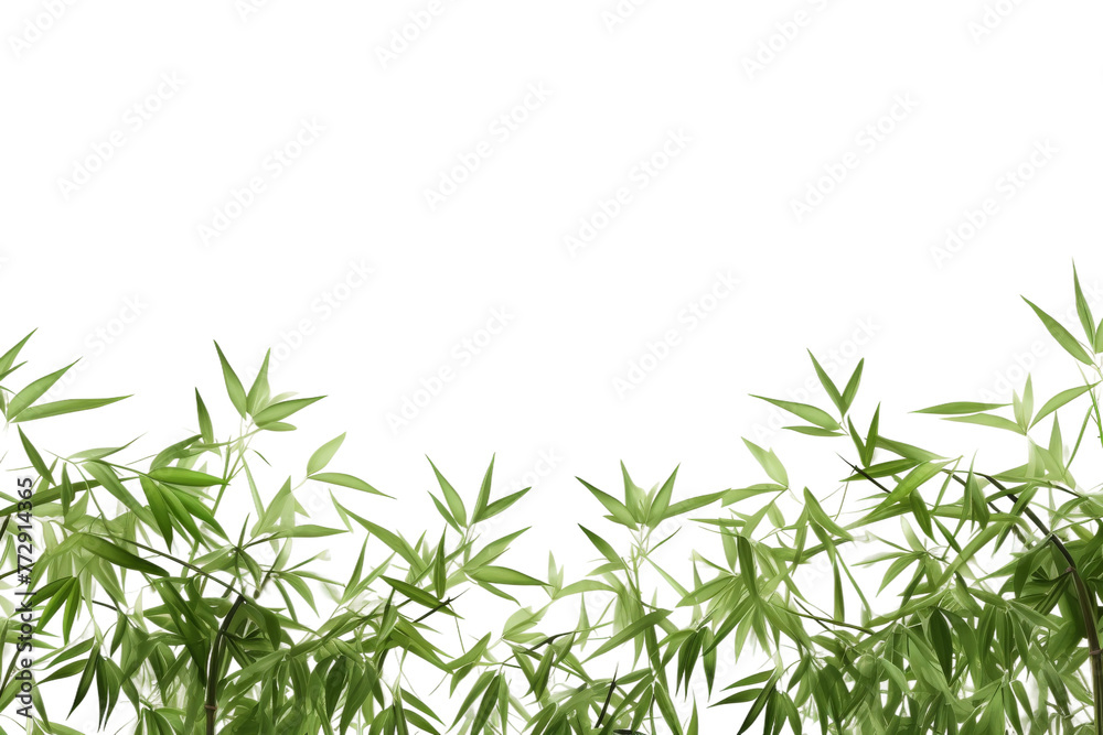Group of Green Bamboo Plants Against White Background. On a White or Clear Surface PNG Transparent Background.. Group of Green Bamboo Plants Against White Background. On a White or Clear Surface PNG Transparent Background..
