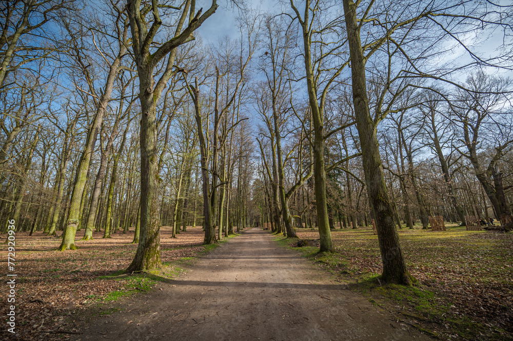 Path with huge trees and sky in the park Blatná, Czech Republic, horizontal