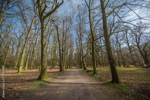 Fototapeta Naklejka Na Ścianę i Meble -  Path with huge trees and sky in the park Blatná, Czech Republic, horizontal