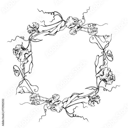 Hand drawn vector graphic ink illustration botanical flowers leaves. Sweet everlasting pea, vetch bindweed legume tendrils. Circle wreath isolated white background. Design wedding cards, floral shop