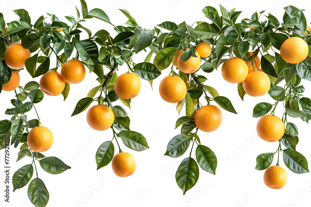 Hanging branch of a Valencia orange tree on a white background