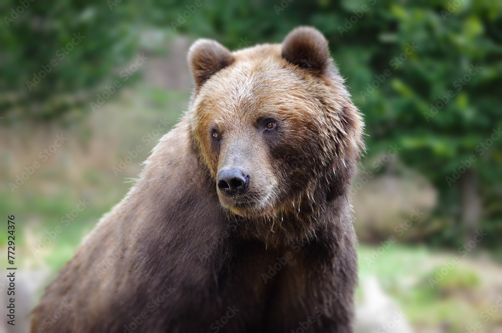 Portraif of beautiful brown bear.	
