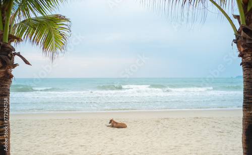 A lonely dog sits on the beach.
