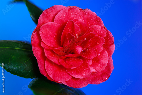 A water soaked Camellia flower starts to bloom