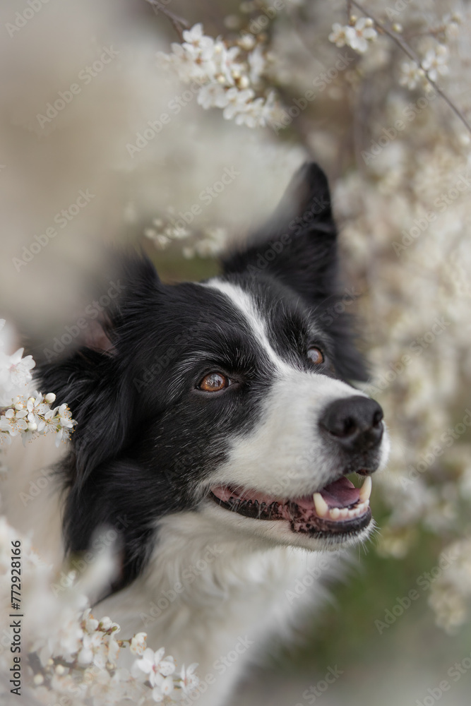 Portrait of Border Collie Smiling Among White Blooming Tree. Cute Vertical Sheepdog during Spring. Happy Black and White Dog.