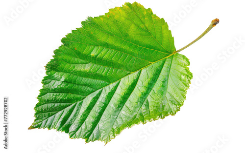 Leaf of the Hazelnut Tree isolated on transparent Background
