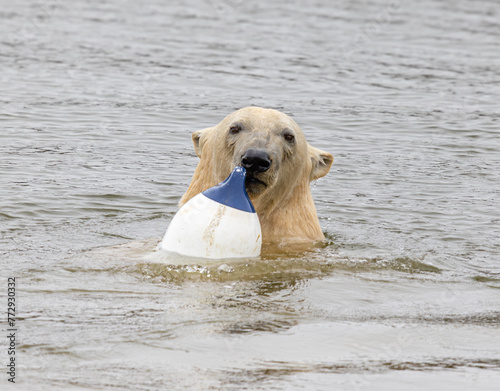 polar bear playing