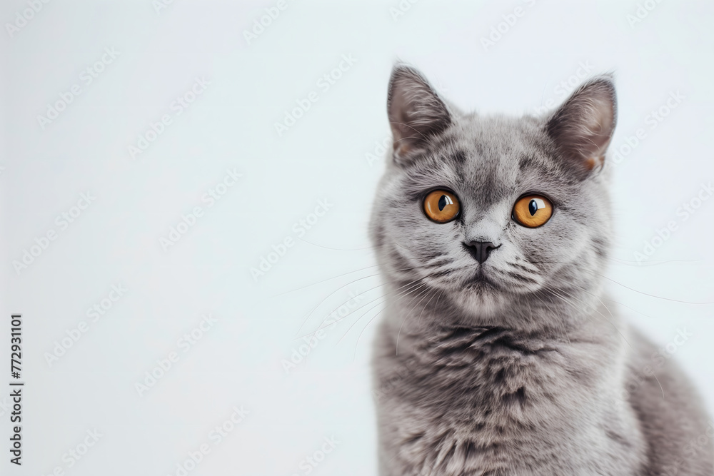 Majestic British Shorthair: Portrait on White Majestic British Shorthair: Portrait on White