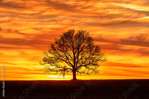 tree in sunset © Nature creative