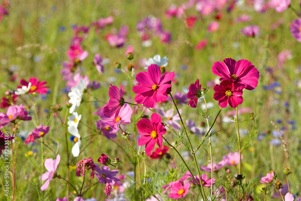 Fototapeta premium Prairie fleurie, Cosmos bipinnatus , Cosmos