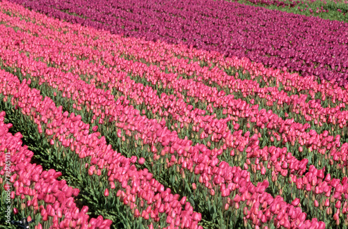 Wallpaper Mural Culture des Tulipes, Pays Bas Torontodigital.ca