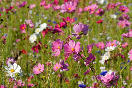 Prairie fleurie, Cosmos bipinnatus , Cosmos