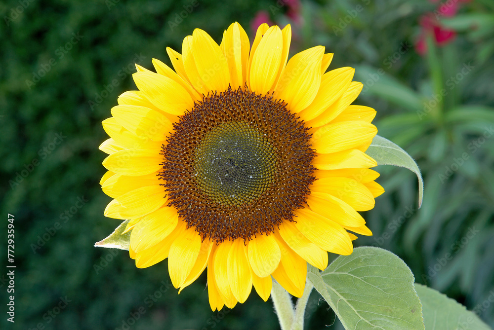 Fototapeta premium Helianthus, Helianthus annuus, Tournesol