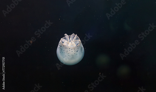 underwater photos of jellyfish Stomolophus meleagris, Cannonball jellyfish