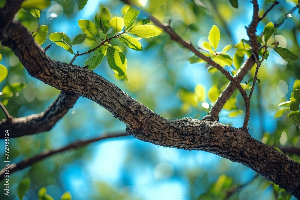 Nature's Embrace Nature's Embrace