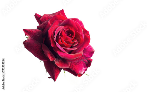 Crimson Flower isolated on transparent Background