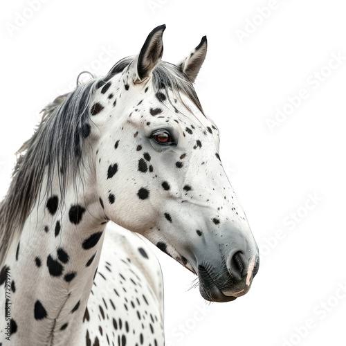 horse breed Appaloosa with spots galloping  Appaloosa horse in the pasture at sunset  white horse with black and brown spots. yearling baby horse isolated on white background png