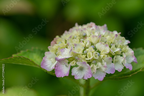 綺麗なアジサイの花