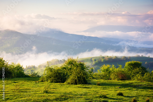 carpathian countryside scenery on a foggy morning. mountainous rural landscape of ukraine with grassy meadows, forested hills and misty valley in spring. clouds above the mountains