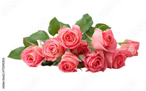 Blossoming Roses: A Floral Delight isolated on transparent Background