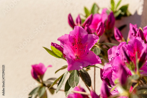 Close-up detail of deep pink azalea flowers clustered on the right side of the image against a sunlit beige background photo