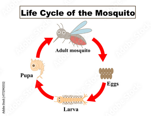 Life Cycle of  mosquito for kids.Aedes Aegypti.Dengue fever or zika disease infographic.Growth-stage.Enchaphalitits or virus.Insect or animal concept.Sanitation and care.Cartoon vector illustration.