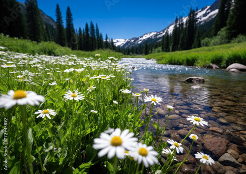 White daisies on the background of a mountain river and blue sky
