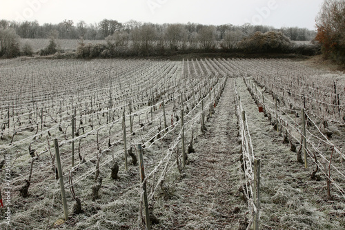 Vignoble de Champagne de la Montagne de Reims