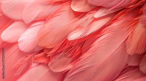 Close-up of pink feathers with soft texture photo