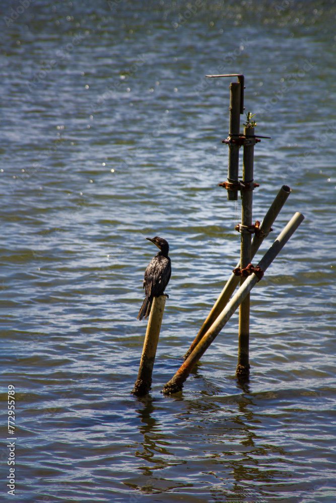 Reed cormorant perched on a pipe in the middle of a quiet sea bay. Aquatic wildlife of New Zealand