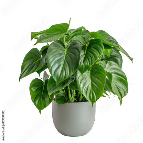 exotic topical houseplant in a green vase, isolated on a transparent background with a clipping path. Home garden decor plant on a white background