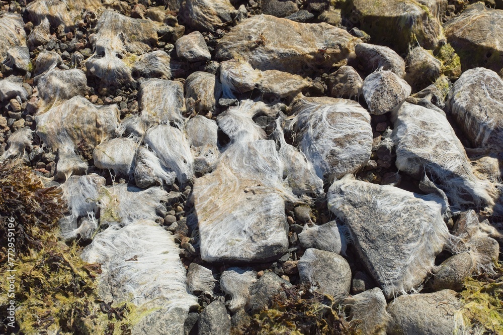 Closeup of dried up algae on rocks at seashore in summer. Closeup of dried up algae on rocks at seashore in summer.