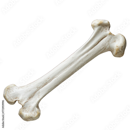 Single dog bone white with isolated on transparent, alpha background png