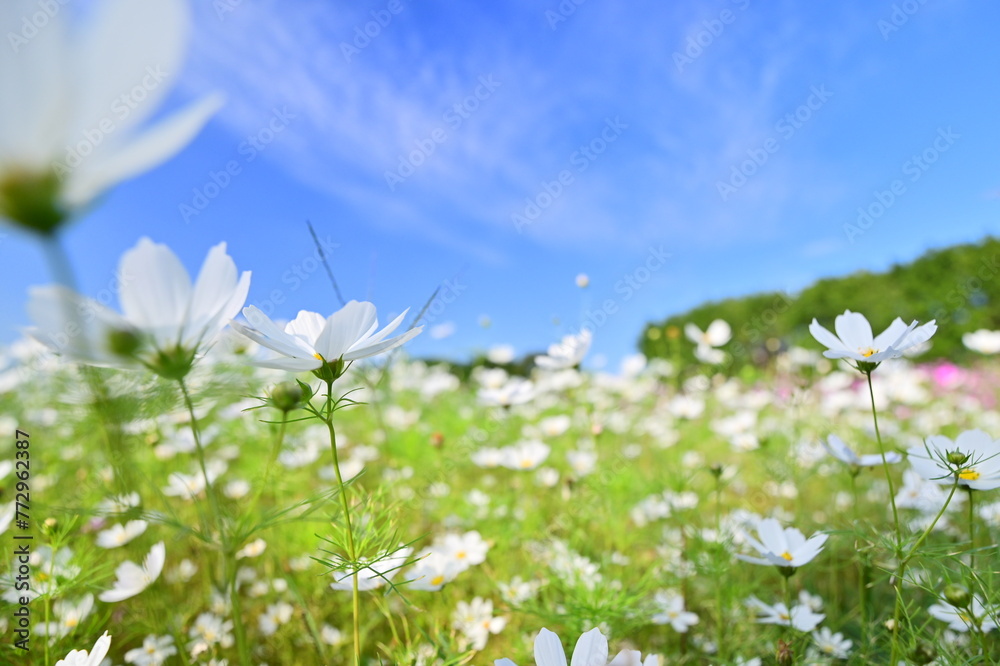 White cosmos bloom in a vast sea beneath a cerulean sky. Like an idyllic painting, the scene inspires hope and tranquility.