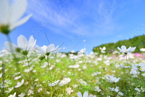 Obraz na płótnie White cosmos bloom in a vast sea beneath a cerulean sky. Like an idyllic painting, the scene inspires hope and tranquility. w salonie