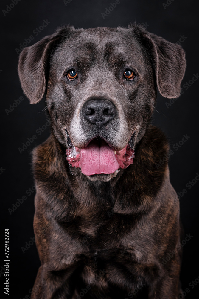 The portrait of Cane Corso Dog The portrait of Cane Corso Dog