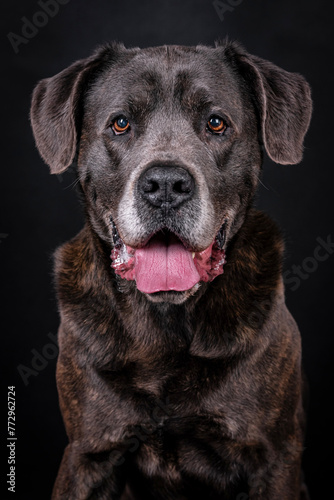 The portrait of Cane Corso Dog