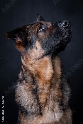 The portrait of German Shepherd Dog